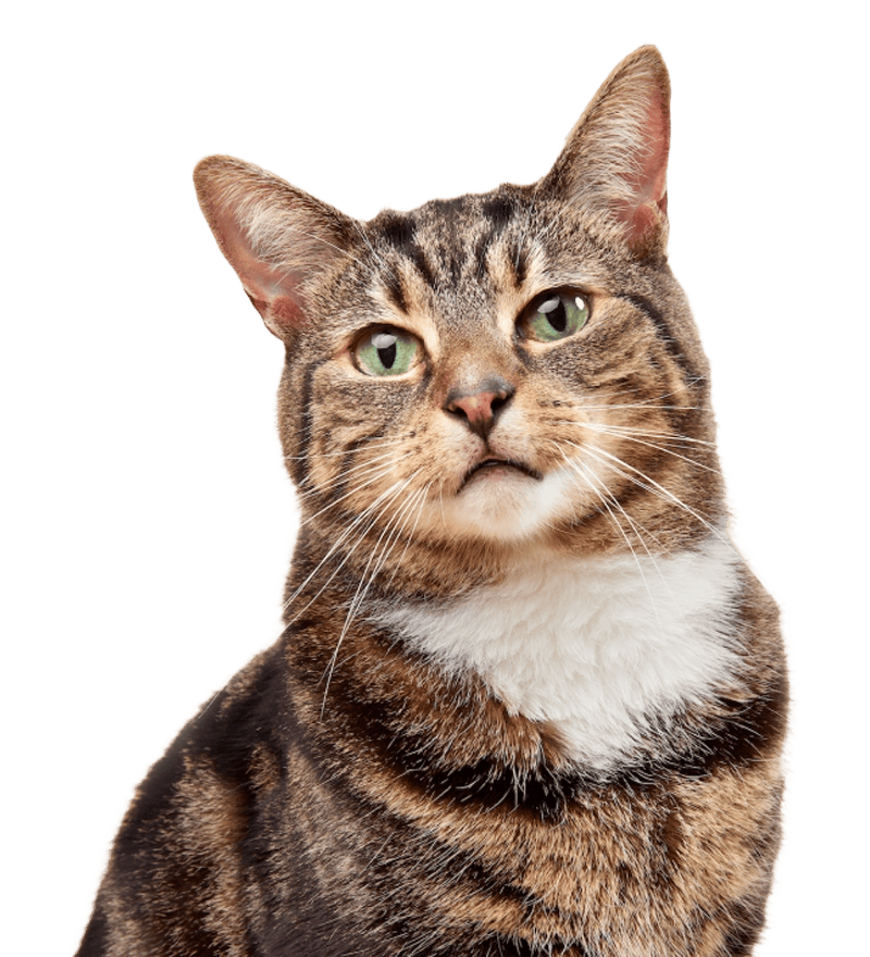 pet-insurance-get-your-pet-insurance-through-pets-at-home