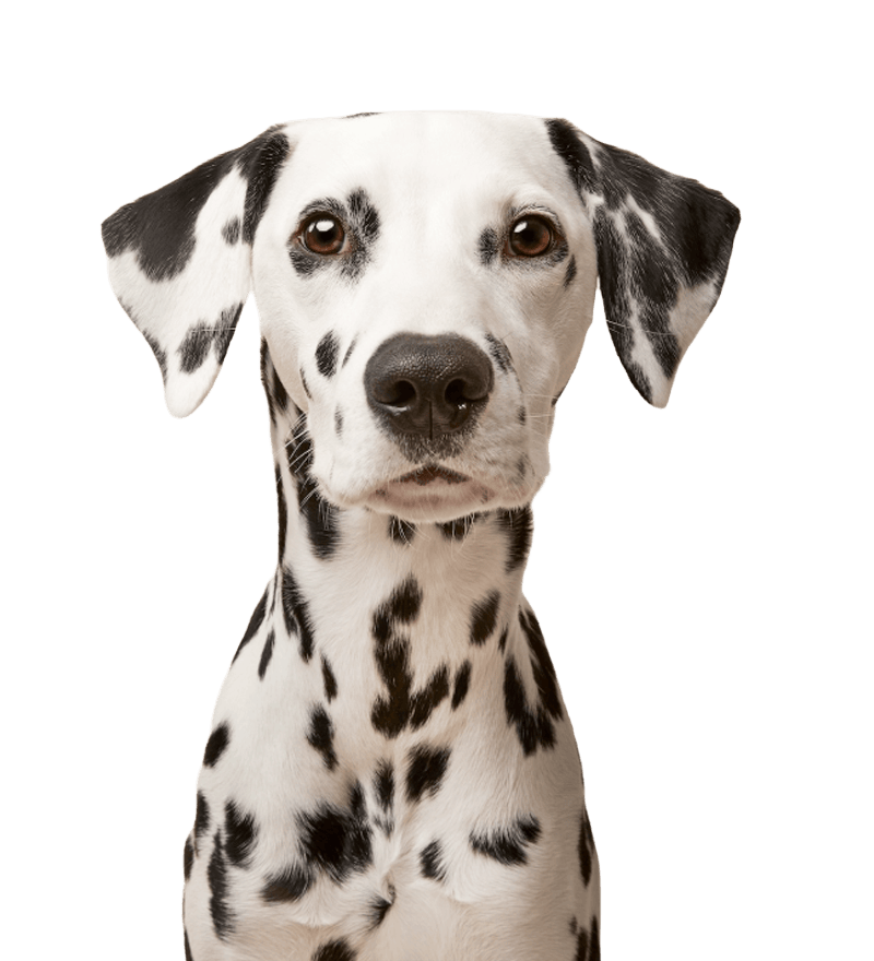 dog-insurance-dog-insurance-quotes-pets-at-home